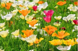 خشخاش كاليفورنيا بذور الخشخاش الذهبي إيششولزيا كاليفورنيا 600 بذرة Eschscholzia Californica ابذرة Garden Seeds Market الشحن مجانا