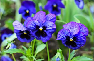 Багатоквітковий садок - блакитний з чорною плямою - 400 насінин - Viola x wittrockiana  - насіння