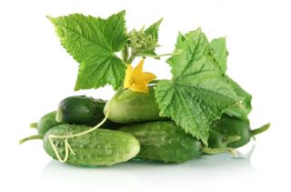 Cucumber "Krak" - for pickles - 105 seeds