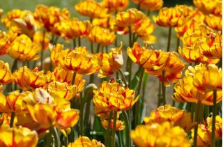 Tulipe Golden Nizza - paquet de 5 pièces - Tulipa Golden Nizza