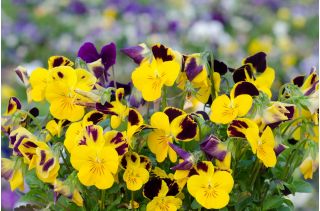 Horned pansy "Bambini" - variety mix - 270 seeds