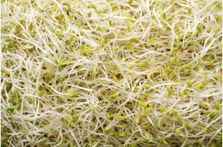 Sprouting seeds - Alfalfa - 100 g
