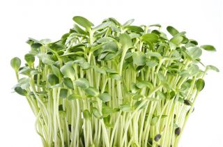 Sprouts - zaden - Zonnebloem - BIO - Helianthus annuus