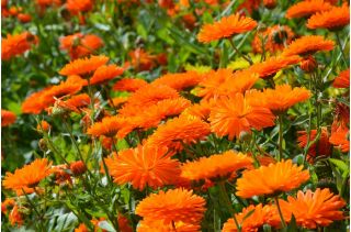 Home Garden - Pot-marigold "Bon Bon" - til indendørs og balkon dyrkning - 240 frø - Calendula officinalis