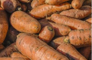 Άγριο καρότο "Krystyna" - 150 g - 127500 σπόρους -  Daucus Carota  - σπόροι