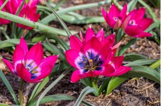 Tulipa Little Beauty - Tulip Little Beauty - 5 kvetinové cibule