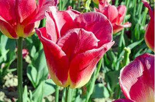Tulipa Match - Tulip Match - 5 čebulic