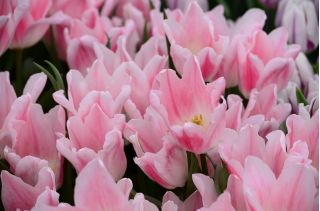 Tulipa Miss Elegance - Tulip Мис Елеганс - 5 луковици