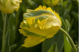 Tulipa Golden Glasnost - paquete de 5 piezas