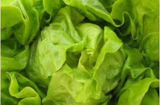 Zelena salata "Zina" - zime bez pokrivača - 900 sjemenki - Lactuca sativa L. var. Capitata - sjemenke