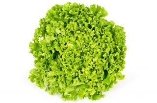 Salată "Rekord" - frunze frizzled - 900 de semințe - Lactuca sativa var. foliosa 