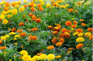 Happy Garden - "Cosmic Marigold" - Bibit yang boleh dibesarkan oleh kanak-kanak! - 315 biji - Tagetes patula nana  - benih