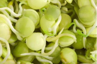 Filizlenen tohumlar - B vitamini bakımından zengin filizler - 9 parçalı set + 3 tepsili sprouter - 