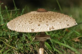 Tammi- ja pyökkisienisarja + päivänvarjo sieni - 4 lajia - sienirihmasto, kutu - 