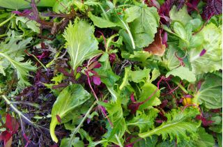 Baby Leaf - mezcla de lechuga salada -  - semillas