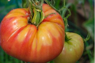 Tomato "Delizia F1" - tall variety for field and under cover cultivation