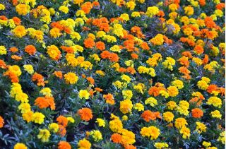 Fransız kadife çiçeği - sarı + turuncu, iki çeşitten oluşan tohumlar - 