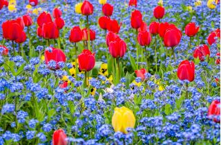 Red tulip and blue alpine forget-me-not - bulb and seeds set