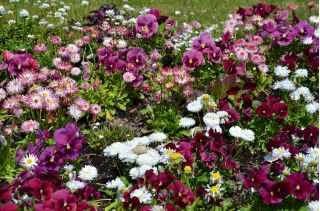Veľká kvetovaná záhrada maceška + veľký kvetovaný sedmokráska - súbor semien dvoch druhov kvetov -  - semená