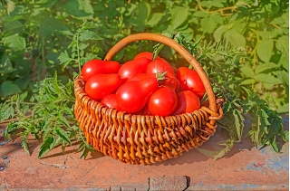 野トマト「デナー」 - しっかりした、ナシ形の果物 - Lycopersicon esculentum Mill  - シーズ