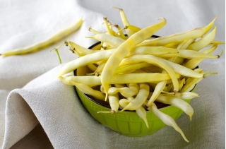 노란색 프랑스 콩 "폴카"- 125 종자 - Phaseolus vulgaris L. - 씨앗