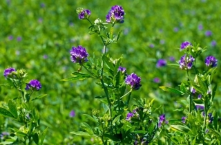 Alfalfa "Gea" - επικαλυμμένοι σπόροι με Rhizobium - 0,5 kg; τριφύλλι - 