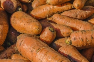 Морков фураж "Krystyna" - 10 g - 