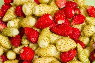 野草莓黄色奇迹种子 - 草莓属vesca  -  320种子 - Fragaria vesca - 種子