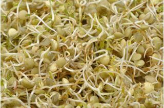Lentil Sprouts - 990 seeds