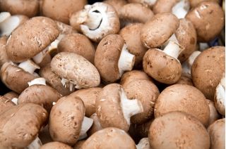 Hnědá portobello houba pro domácí a zahradní pěstování - 3 l; Švýcarská hnědá houba, římská hnědá houba, italská hnědá, italská houba, cremini, crimini houba, baby bella, hnědá čepice hub, kaštanová houba \ t - Agaricus bisporus