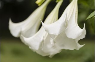 Angelova trobenta - Datura arborea - 5 semen - semena