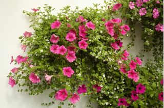 "Yazlık" asılı duvara monte çiçek sepeti ile Hindistan cevizi-lif mat - 40 cm - 