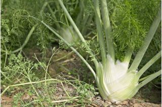 Semena koromača Mamut - Foeniculum vulgare - 200 semen - Foeniculum vulgare Mill