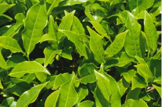 Kinesiska tefrön - Camellia sinensis - 5 frön