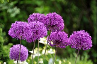 Decoratieve knoflook - Purple Sensation - pakket van 3 stuks - Allium Purple Sensation