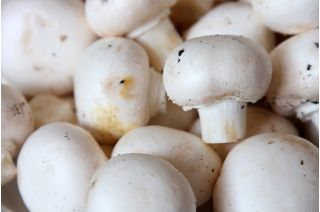 White common mushroom - mycelium, spawn on grain - for growing at home or in the garden - 1 kg