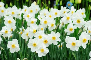 Narsissit - Recurvus - paketti 5 kpl - Narcissus