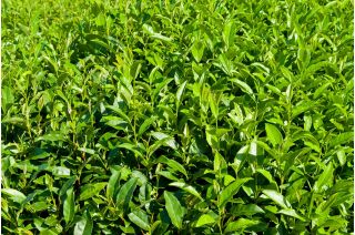 เมล็ดชาจีน - Camellia sinensis - 5 เมล็ด