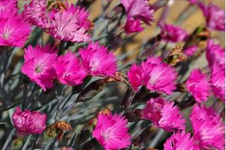 Firewitch, Cheddar Pink frø - Dianthus gratianopolitanus - 120 frø - Dianthus gratianopolitanus syn. D. caesius.