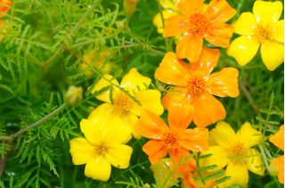 Campuran marigold - campuran biji - 600 biji - Tagetes tenuifolia