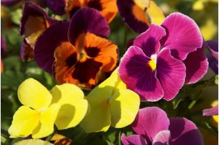 Velký květovaný zahradní maceška - odrůdový mix - 600 semen - Viola x wittrockiana  - semena