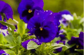 Голяма цветна градинка - синя с черно петно - 400 семена - Viola x wittrockiana 