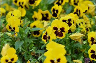 Amor - perfeito - amarelo - preto - 400 sementes - Viola x wittrockiana