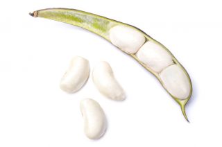 Viackveté fazule "Kontra" - pre sušené semená - Vicia faba L.