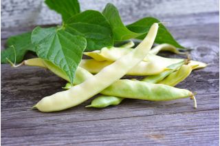 普通の矮性豆の品種「スーパーナナ・ギアロ」25粒 - Phaseolus vulgaris L. - シーズ