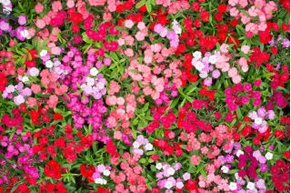 Fainbow rožinė - veislės pasirinkimas; Kinija rožinė - 1100 sėklų - Dianthus chinensis - sėklos