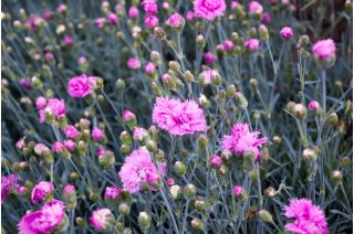 Rosa comum - mix de variedades; rosa jardim, rosa selvagem - 140 sementes - Dianthus plumarius