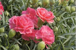 Каранфил "Сзабо" - мешавина сорти; каранфилић розе - 275 семена - Dianthus caryophyllus