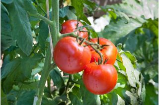Tomate -  Antres - Lycopersicon esculentum Mill. - graines