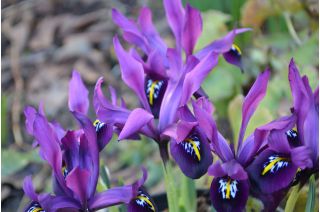 Iris Botanički George - Iris Botanički George - 10 lukovica - Iris reticulata